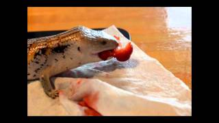 Blue Tongue Skink Strawberry Massacre [upl. by Neelloc]