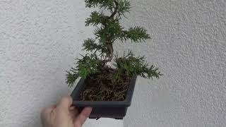 Bonsai Wacholder [upl. by Bohrer]