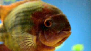 My chocolate cichlid 1080p [upl. by Ainoloppa]