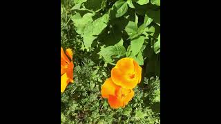 California golden poppies [upl. by Orecul626]