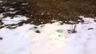 deadly snow snake real video [upl. by Ardnossac]