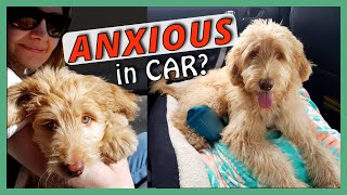 DOG ANXIOUS IN CAR  How I trained my Goldendoodle Puppy to OVERCOME CAR ANXIETY [upl. by Ecnarf]