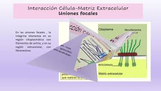 Explicacion Adhesión Celular [upl. by Sualohcin]