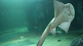 목탁수구리 상어가오리 bowmouth guitarfish [upl. by Sheffield263]