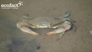 Nonnative Blue Crabs in the Ebro Delta Spain July 2024 [upl. by Cornelle188]