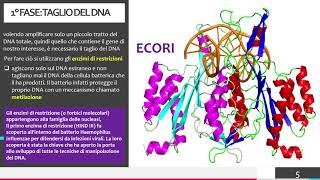 LA TECNICA DEL DNA RICOMBINANTE [upl. by Ahserkal150]