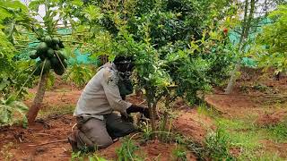 One Year pomegranate Pruning or Shaping [upl. by Swen]