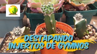 Destapando Injertos de Gymnos CACTUS LAND QUICHE INJETOS CACTUS [upl. by Bega124]