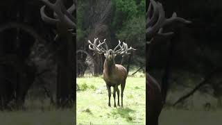 Unique Roar  Guided by Four Seasons Safaris [upl. by Bunting]