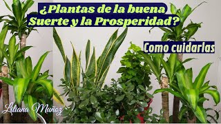 ¿PLANTAS DE LA BUENA SUERTE Y LA PROSPERIDAD Como cuidarlas  Liliana Muñoz [upl. by Relyks]