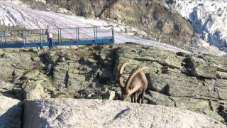 Gasenried Grächen  Bordierhütte  21 22 Juli 2015 [upl. by Palmira]