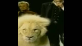 Siegfried Roy And Tiger Horn Attack  Fame Story।।tigertigerattackshortsyoutubeshorts [upl. by Agnesse]