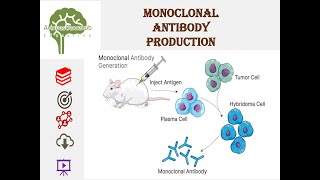 Monoclonal Antibody Production of monoclonal antibody science education youtube youtubeindia [upl. by Annaed]