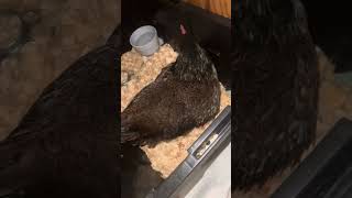 Broody Mama Hen becomes a house chicken [upl. by Tecla]