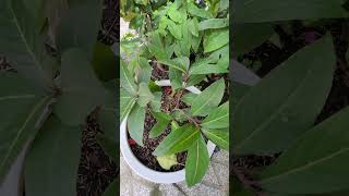 Ardisia Sylvestris Pitard lá khôi tiên dược trị dạ dày [upl. by Seleta972]