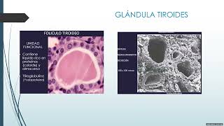 TEO8M2ENDOCRINOLOGIABOCIONODULO TIROIDEO [upl. by Kitrak]