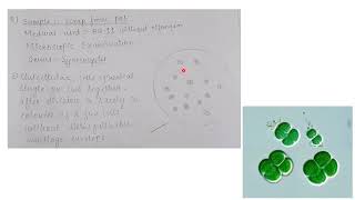 Isolation and characterization of Cyanobacteria with examples and diagram  MSc practical series [upl. by Giddings]