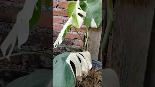 monstera variegata bersholawat [upl. by Naegem]