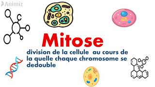 La Différence Entre La Mitose ET La Méiose  Division cellulaire [upl. by Amoeji]