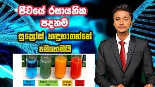 grade 10 unit 1 food test sucrose ol science සුක්රෝස් හදුනා ගැනීමේ පරීක්ෂණය [upl. by Andy]