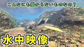 【水中映像】鮎が掛からないときの対処法【アユイング】 [upl. by Irneh]