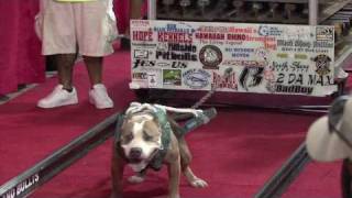 Hawaiis Strongest Pit Bull Competition [upl. by Duaner476]