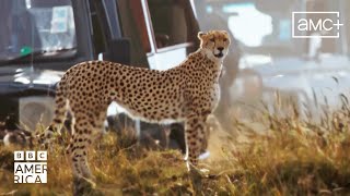 Cheetah Tourism  Mammals  New Episodes Saturdays  BBC America [upl. by Egroj173]