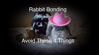 Rabbit Bonding  4 Things To Avoid [upl. by Storer]