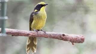 Helmeted Honeyeaters [upl. by Audi180]