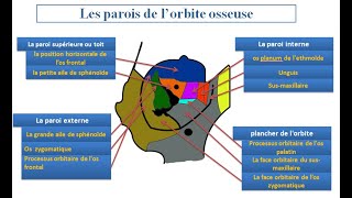 Lorbite osseuse et les fosses nasales [upl. by Whiney407]