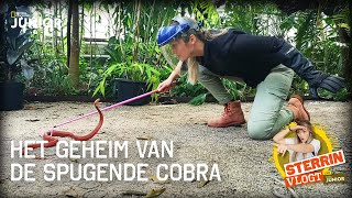 In mn gezicht getuft door een spugende cobra  Sterrin vlogt 7 [upl. by Amund]