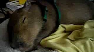 Caplin Rous a baby capybara sleeps very soundly [upl. by Ylrebmic]