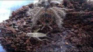 Tarantula Feeding Video 41  Finishing Off the leftovers [upl. by Marsh730]