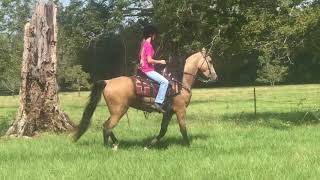 Gorgeous Dappled Buckskin Tennessee Walking Horse Gelding [upl. by Leahcir226]