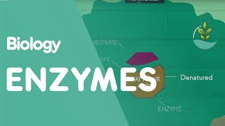 How Enzymes Denature  Cells  Biology  FuseSchool [upl. by Letisha]