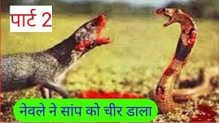 saap aur nevla ki ladai  snake vs mongoose real fight  सांप और नेवला की लड़ाई  New Tech Scheme [upl. by Ellehcil363]