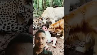 Animal love baby care tiger baby animals dog tranding [upl. by Bethany]