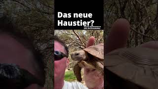 Passen die beiden gut zusammen 🐢 [upl. by Akyeluz]