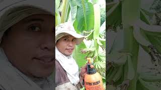 Lakatan farming1st blessings sa another area lakatan banana agriculture [upl. by Genni]