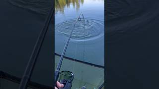 carpfishing anglerlife karpfenangeln naturelovers fishinglife fishingpassion carplife angeln [upl. by Skilken]