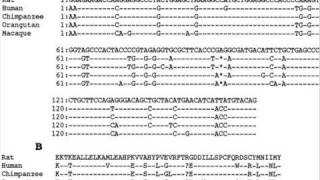 GULOP  A Test of Common Descent [upl. by Kreitman]