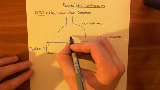 Acetylcholinesterases and Acetylcholinesterase Inhibitors Part 1 [upl. by Eixor352]