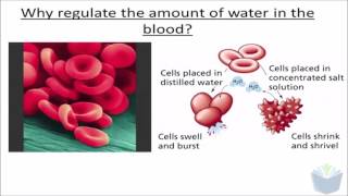 Homeostasis 5  ADH ALevel Biology [upl. by Nylloh]