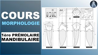 Morphologie  1ère prémolaire mandibulaire  Prothèse dentaire  Cours  © [upl. by Nahallac]