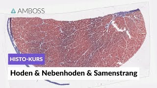 Histologie Hoden Nebenhoden und Samenstrang  Mikroskopische Anatomie  AMBOSS Video [upl. by Enomys303]