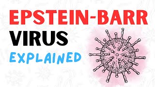 What is the EpsteinBarr Virus  2 Minute RAPID REVIEW [upl. by Johan]