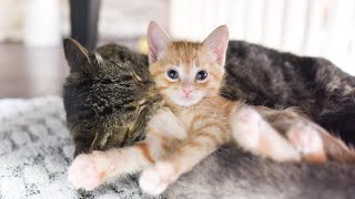 Mommy And Daddy Cats Loving Their Kittens  Cutest Video Ever [upl. by Aicatsan]