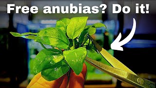 Free anubias How to propagate your aquarium plants step by step [upl. by Ronyam]