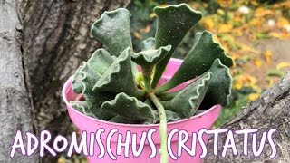 ADROMISCHUS CRISTATUS 🐸 [upl. by Meuse]