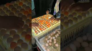 How to check on fertilised and unfertilised egg difference ￼ [upl. by Gniliem]